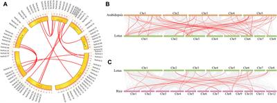 Genome-Wide Characterization and Comprehensive Analysis of NAC Transcription Factor Family in Nelumbo nucifera